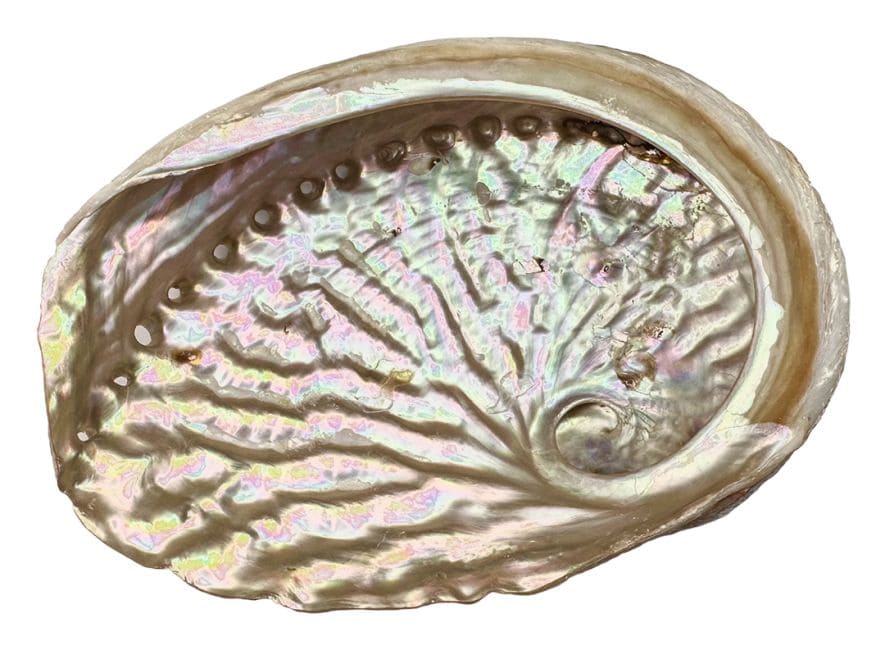 Concha de Abalone Austrália 13-15cm