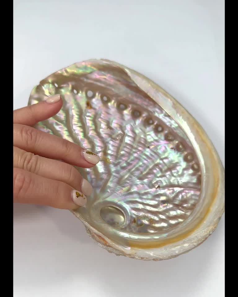 Concha de Abalone Austrália 13-15cm