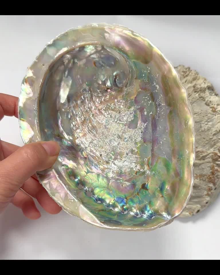 Concha de Abalone da África do Sul 15-16cm